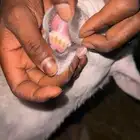 هرفي حري مغلق شحم طرف وظهر