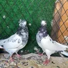 حمام باكستاني تيدي