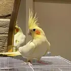 تم البيع..