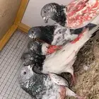 حمام باكستاني شرطة الصحة