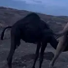 قعود كفو للبيع