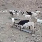 غنم معزه 40 تحتها 19