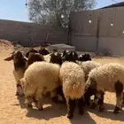 خرفان نعيم شعره وطرف من مراحي العدد 9 للبيع