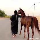 حصان شعبي سبوق وطرب وكررزما بين الخيول