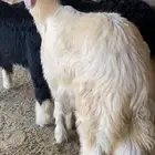 للبيع طليان نجد جبره نقبل بدل في حريات متابيع
