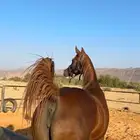 فرس شعبيه كفو