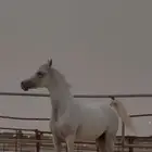 مطلوب سايس خيل