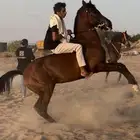 حصان
