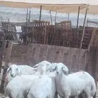 حري طليان ورخال