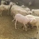 14مع الفحل اسنان مسوي