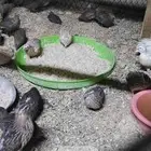 سمن للبيع تقريبا 40 جوز الجوز على 8 ريال والبيع جمله