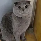 قط سكوتش فولد للبيع