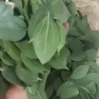 سدر بلدي ورق طازج عضوي 100  القطف حسب الطلب شحن فوري