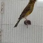 كناري ذكر جاهز مغرد