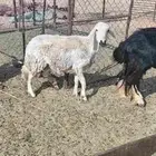 نعجة حرية طيبة والد معها طلي النعجة منفار