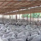 أغنام استرالية