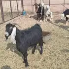 معزة طيبة مضاريع