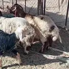 خروفين نعيم جزعان من 6شهور وفوق شحم ولحم