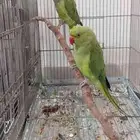 ببغاء ذكر للبيع لو البدل ببغاء نفس النوع أنثى