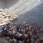 يوجد دجاج بلادي الحرجة الفيض