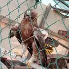 طير عقاب للبيع