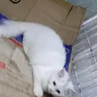 قطط للبيع