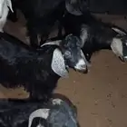 تيوس فل شحم ولحم وطليان حرية