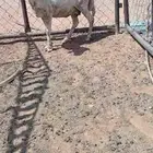 نعجة حرية مضرع 3 اشهر و نص فحص سونار