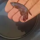 حراج الاسماك