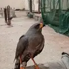 طير باز