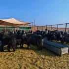 غنم معزا عوارض فاخرة للبيع