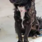 كلب تشواوا لونق هير قزم