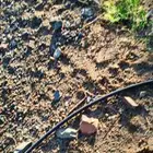 فسائل (صنو) فاخرة عجوة المدينة للبيع