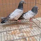 حمام باكستاني