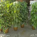 تشكيله اشجار صناعيه داخليه و خارجيه