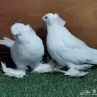 طبه بخاره