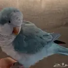 عصفور كويكر يتكلم ويرقص