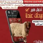 ذبايح تمايم ضيفه ثلاجه واسعار كفو