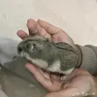 هامسترات روسيه