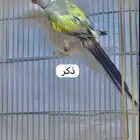 دره نوادر
