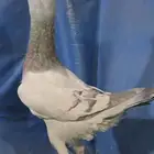 جوز بناديق عمالقه شاميه