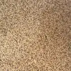 بذور شعير ثنائي