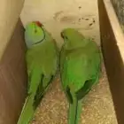 متوفر ازواج دره للبيع