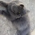 قطه وأطفالها 3