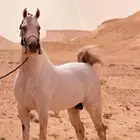 ايواء واستقبال للخيل وربطيات