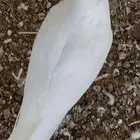 مطلوب حمام سلفر او فرنسي للبيع