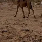 قعود مقنوي طيب