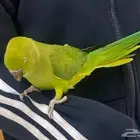 ببيع مستعجل بسافر