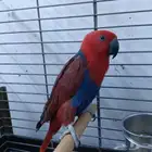 أنثى اكتلكتوس للبيع عالسوم