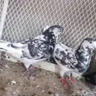 جوز باكستاني